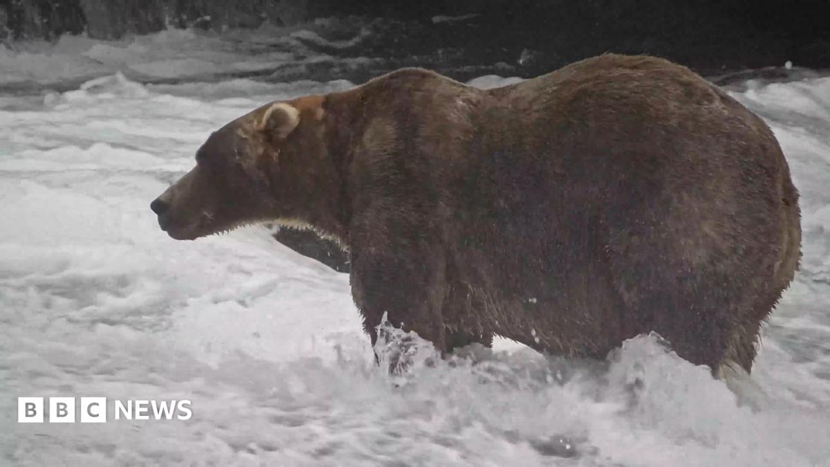 Alaska Bear 747 Triumph Reshapes Conservation Economics and Ecotourism