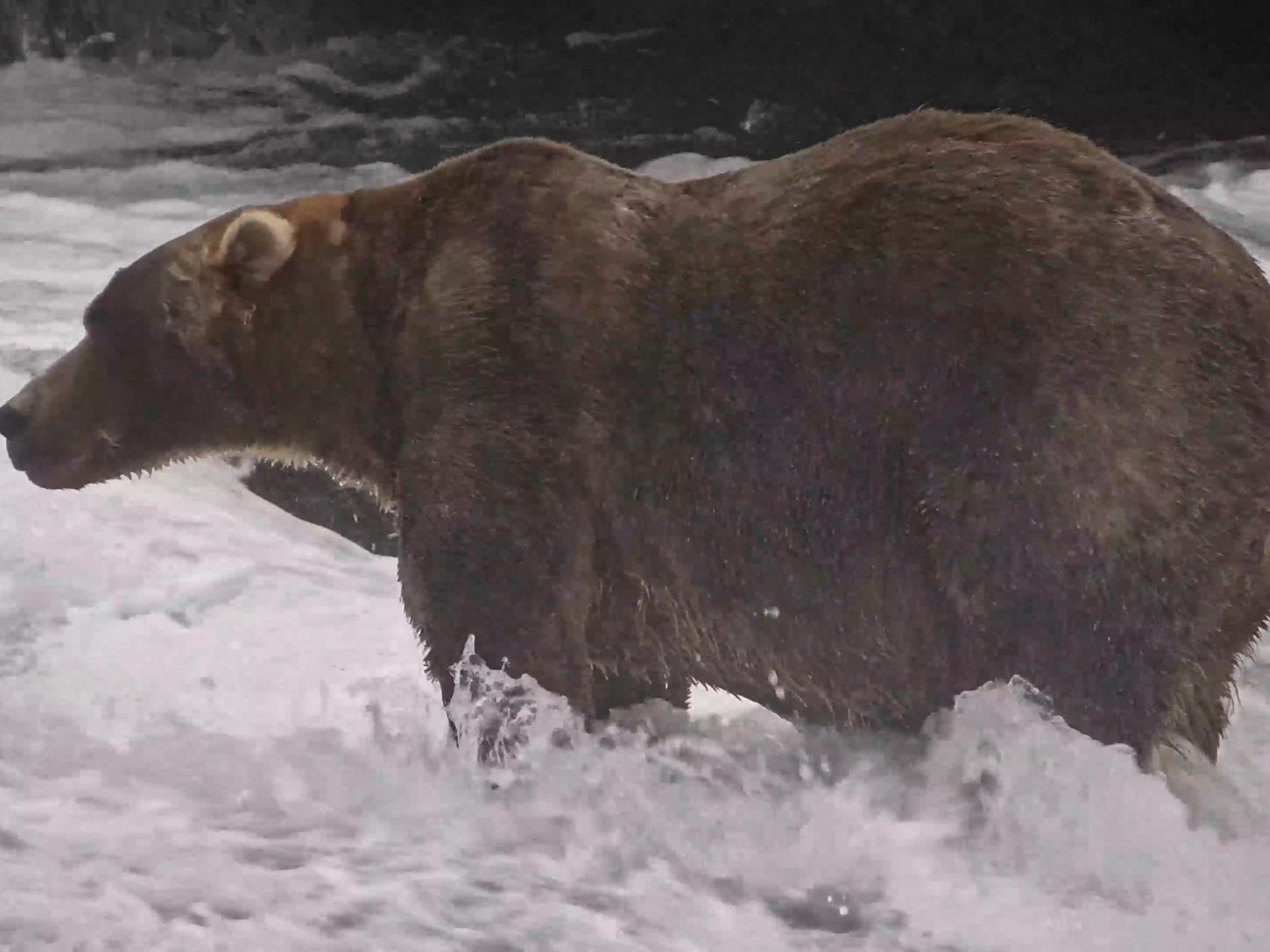Alaska Conservation Triumph Highlights Ecosystem Resilience and Ecotourism
