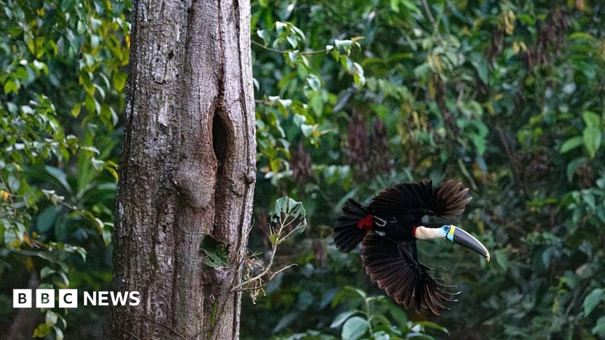 Brazil Records Historic Drop in Amazon Deforestation Ahead of Pivotal Elections