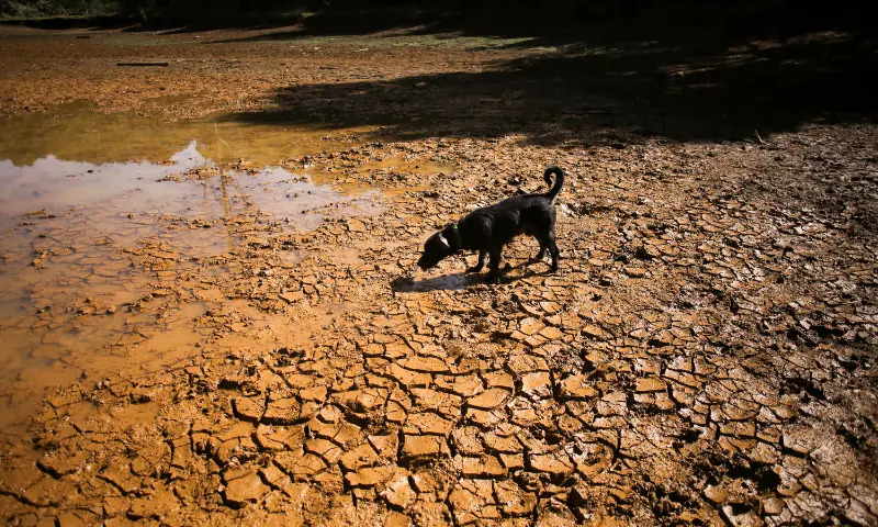 El Nino Climate Threat Poses Severe Economic and Human Toll