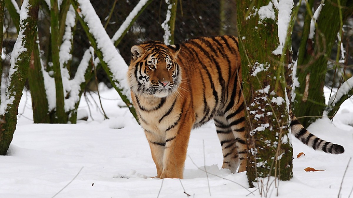 Fatal Security Breach at UK Wildlife Park Sparks Global Zoo Safety Review
