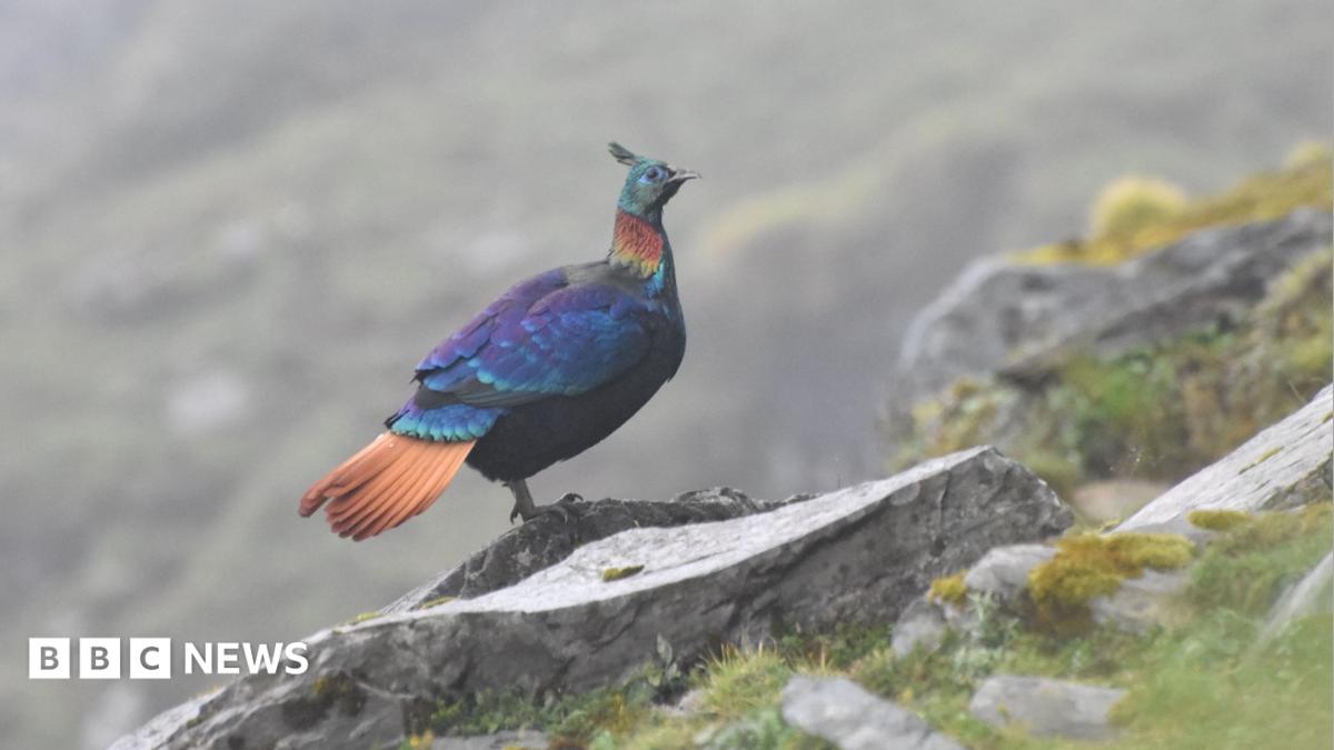 Himalayan Monal Vocal Shifts Signal Wider Ecological Crisis
