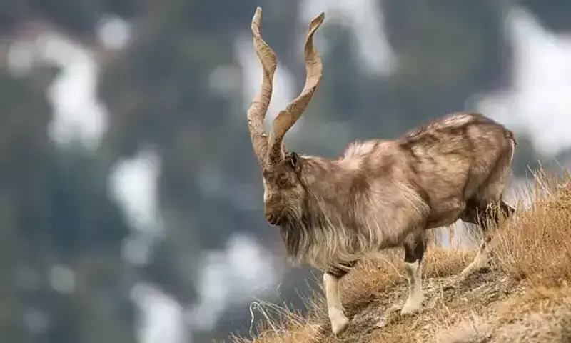 KP Markhor Trophy Hunting Permits Fetch Record 1.21 Million Dollars