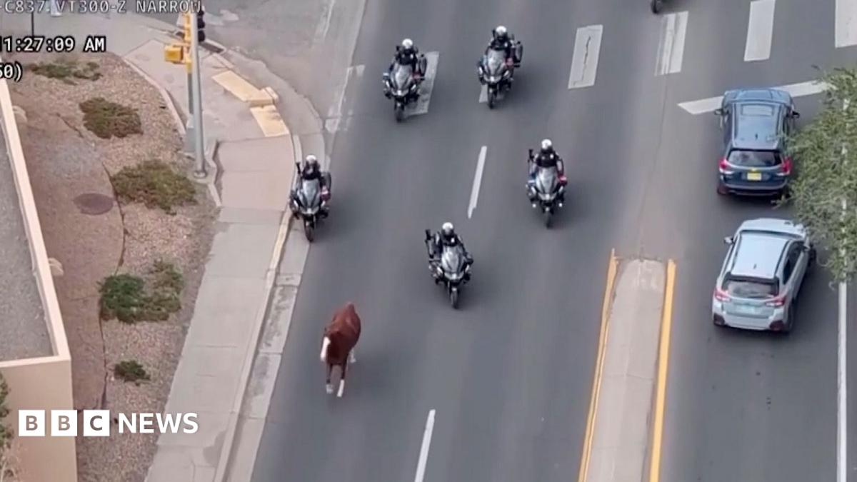New Mexico Equine Incident Highlights Urban Security and Logistics Vulnerabilities