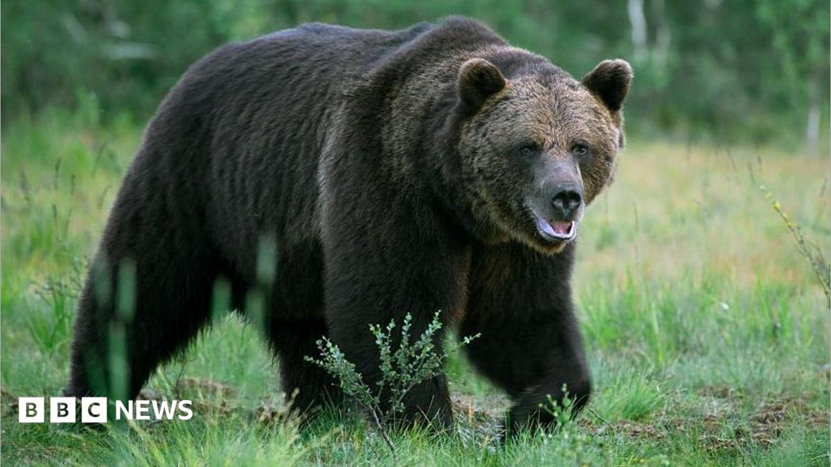 Nomadic Security Crisis Escalates Following Rare Predator Incursion Near Ulaanbaatar
