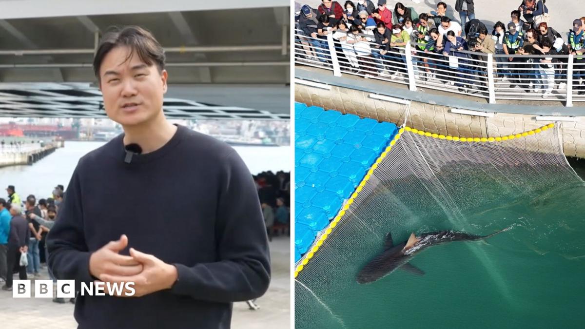 South Korea Maritime Rescue Highlights Rising East Asian Marine Ecology Concerns