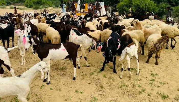 عمرکوٹ میں آلودہ پانی کا عذاب: مویشی خوراک کی صنعت اور دیہی معیشت کو شدید دھچکا