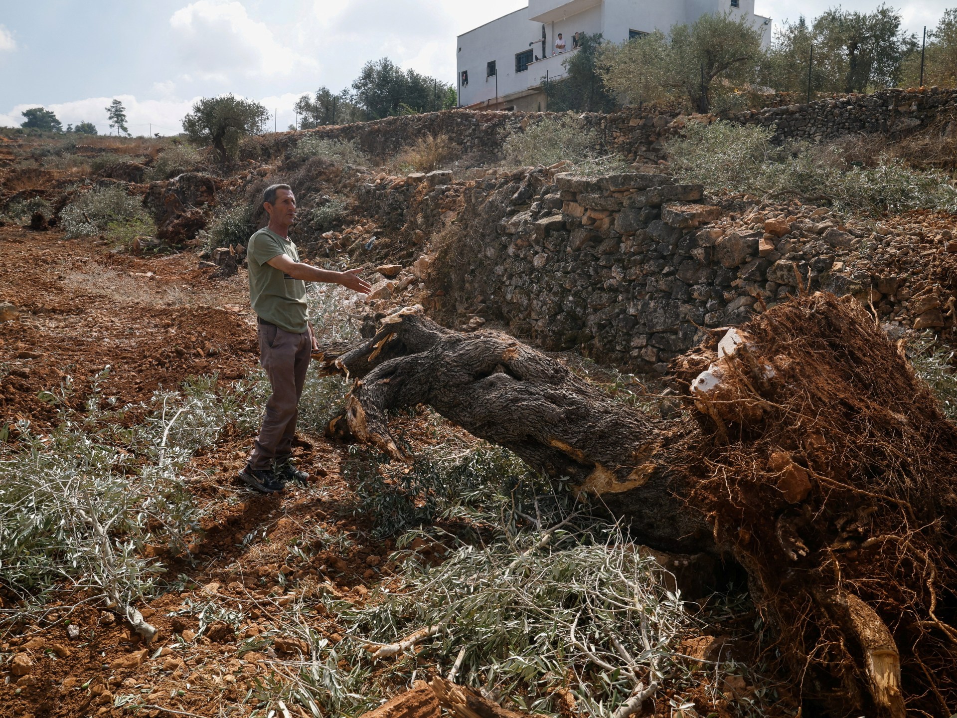 West Bank Olive Grove Destruction Threatens Palestinian Agriculture