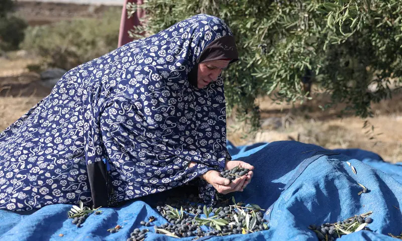 West Bank Olive Harvest Disruption Signals Regional Agricultural and Supply Volatility