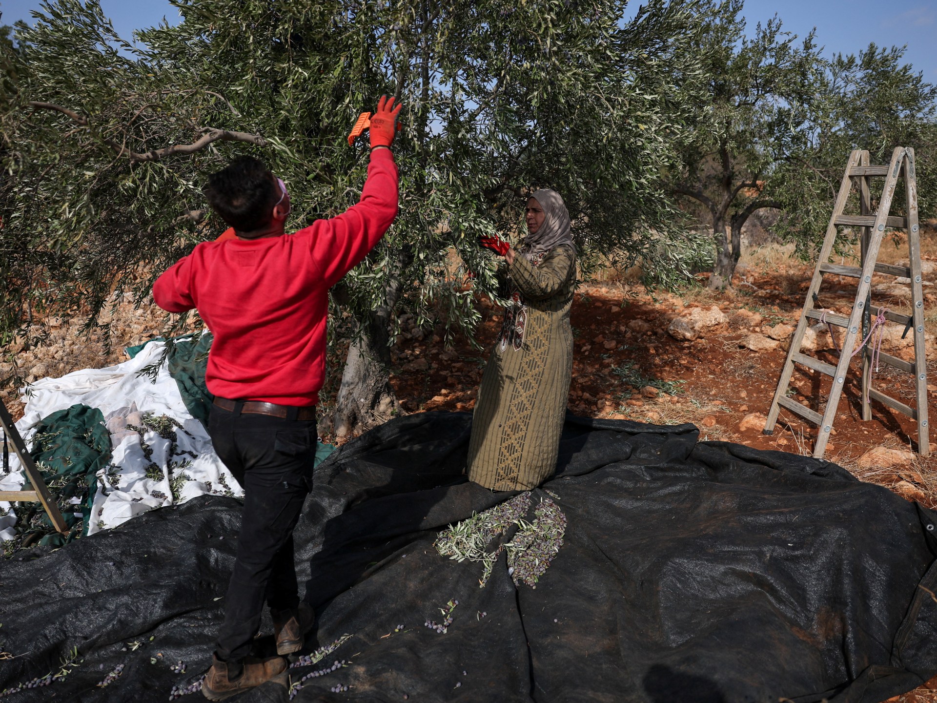 West Bank Violence Threatens Regional Stability and Agricultural Supply Chains